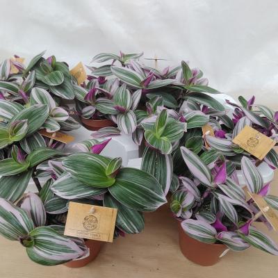 Tradescantia Nanouck