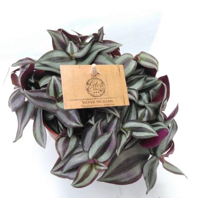 Tradescantia zebrina 'Purpusii'