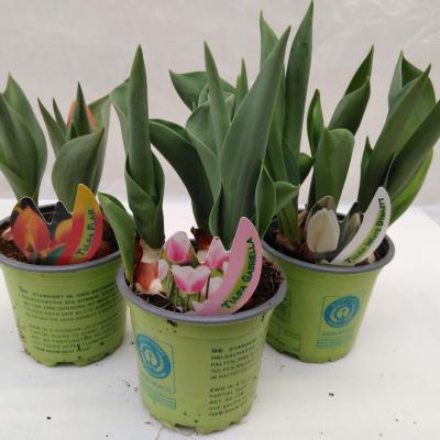 Tulipa  classic in kleuren  3PL/P