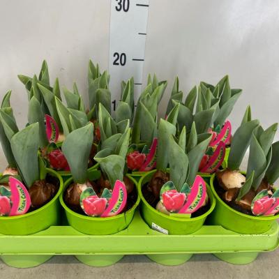 Tulipa roze met etiket xxl