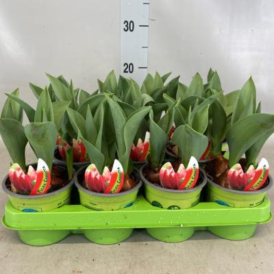 Tulipa rood-wit met etiket xxl