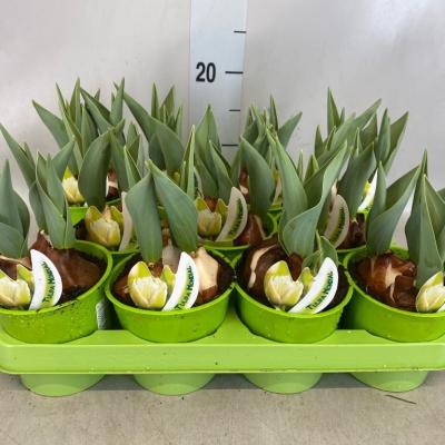 Tulipa wit gevuld met etiket xxl