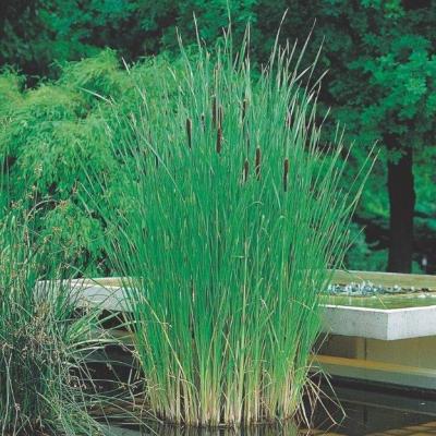 Typha angustifolia