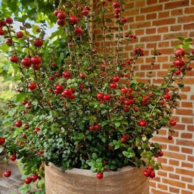 Ugni 'Pretty Berry' ®