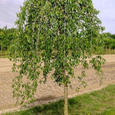 Ulmus pendula 'Mauro'