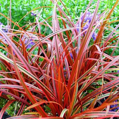 Uncinia rubra