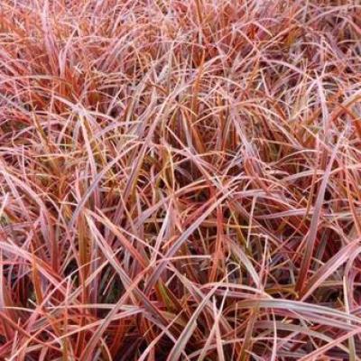 Uncinia uncinata 'Everflame'