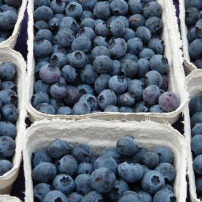 Vaccinium corymbosum Bluecrop