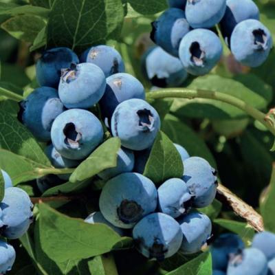 Vaccinium cor. 'Bluecrop'