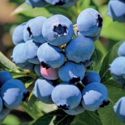 Vaccinium cormybosum 'Duke'