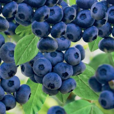 Vaccinium cor. 'Goldtraube'