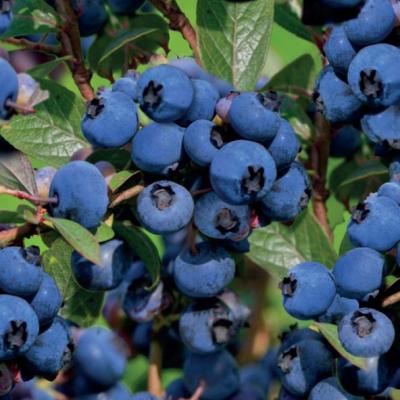 Vaccinium cor. 'Hortblue Petite'