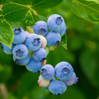 Vaccinium corymbosum 'Jersey'