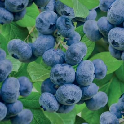 Vaccinium corymbosum Jorma