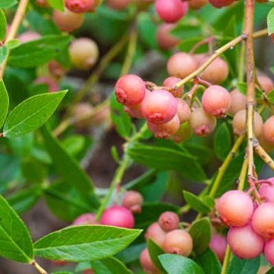 Vaccinium corymbosum 'Pink Lemonade' 
