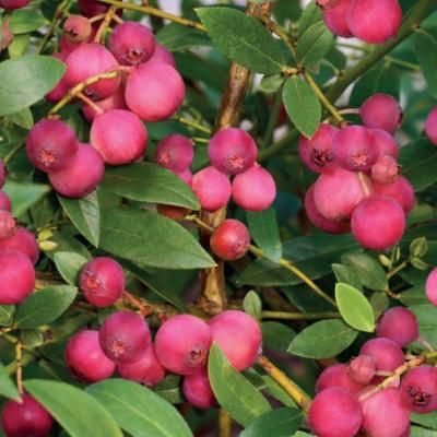 Vaccinium cor. 'Pink Lemonade'®