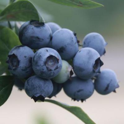 Vaccinium cor. 'Sunshine Blue'