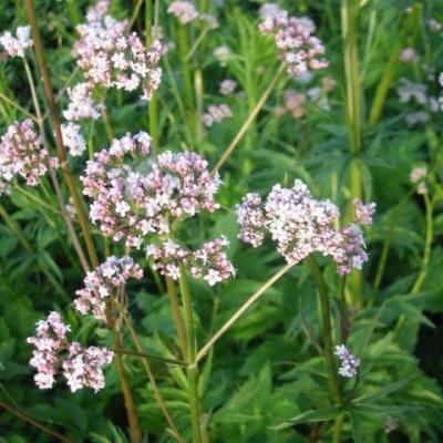 Valeriana officinalis