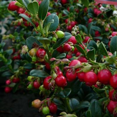 Vaccinium vitis-idaea 'Fire Balls'®