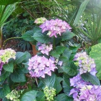 Hydrangea macr. 'Early Blue'