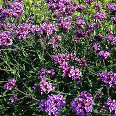 Verbena bonariensis Lollipop