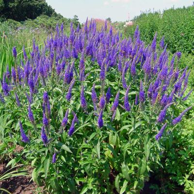 Veronica longif. 'Blauriesin'