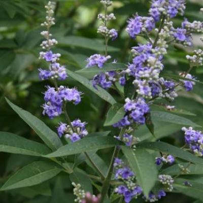 Vitex agnus-cactus