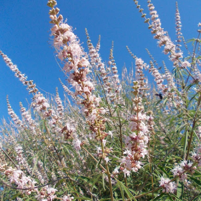 Vitex agnus-castus 'Alba'