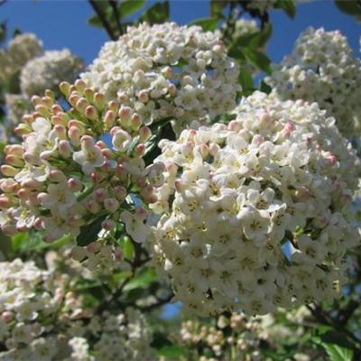 Viburnum burkwoodii 'Conoy'