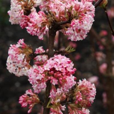 Viburnum bod. 'Charles Lamont'