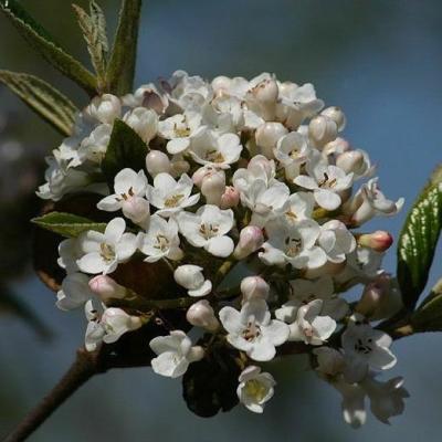 Viburnum burkwoodii