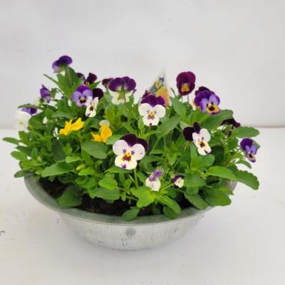 Viola cornuta in schaal