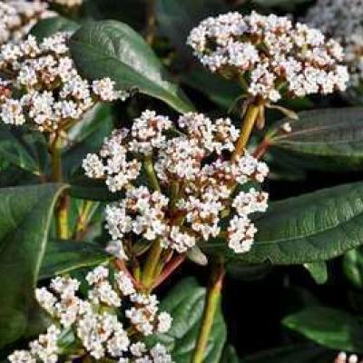 Viburnum davidii