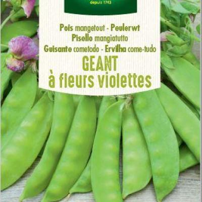 Peulen Géant à fleur Violette 125g