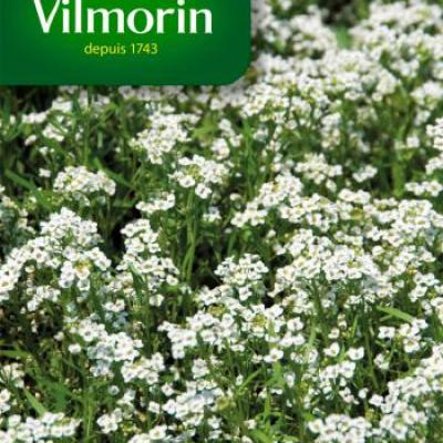 Alyssum Zilverkorfje