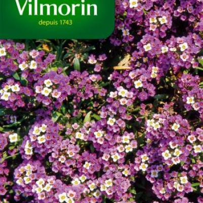 Alyssum Koningstapijt