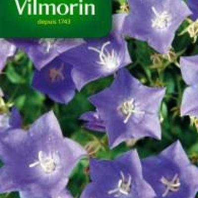 Campanula Karpaten Blauwe