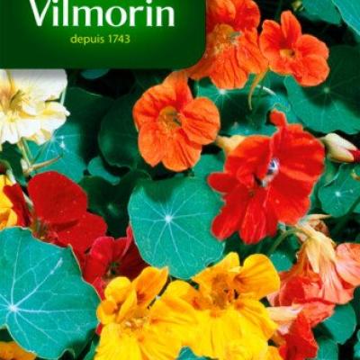 Oost-Indische Kers Valina Gemengd
