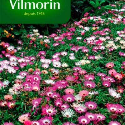 Middagbloem Magisch Tapijt