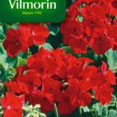 Geranium Eclat Rood HF2