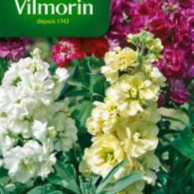 Zomerviolier Quarantaine Grootbl Gemengd 