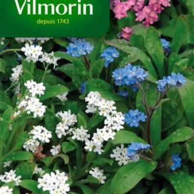 Vergeet-Mij-Nietje Alpen Gemengd