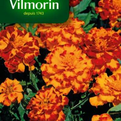 Tagetes (Afrikaantjes) Boléro