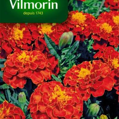 Tagetes (Afrikaantjes) Carmen