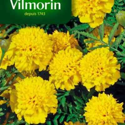 Tagetes (Afrikaantjes) Citroen Globe