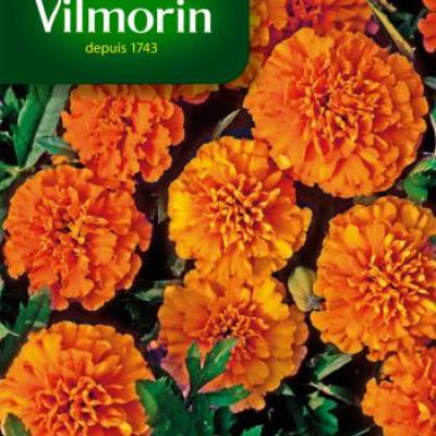 Tagetes (Afrikaantjes) Oranje Globe 