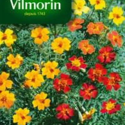 Tagetes (Afrikaantjes) Miniature Gemengd 