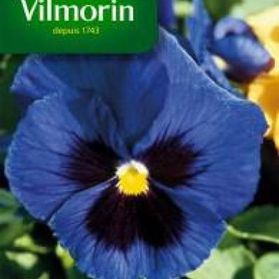 Viooltje Grootbloemig meer van Thun