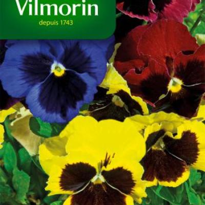 Viooltje Zwitserse Reuzen Gemengd 