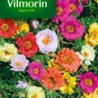 Portulaca Dubbel Gemengd